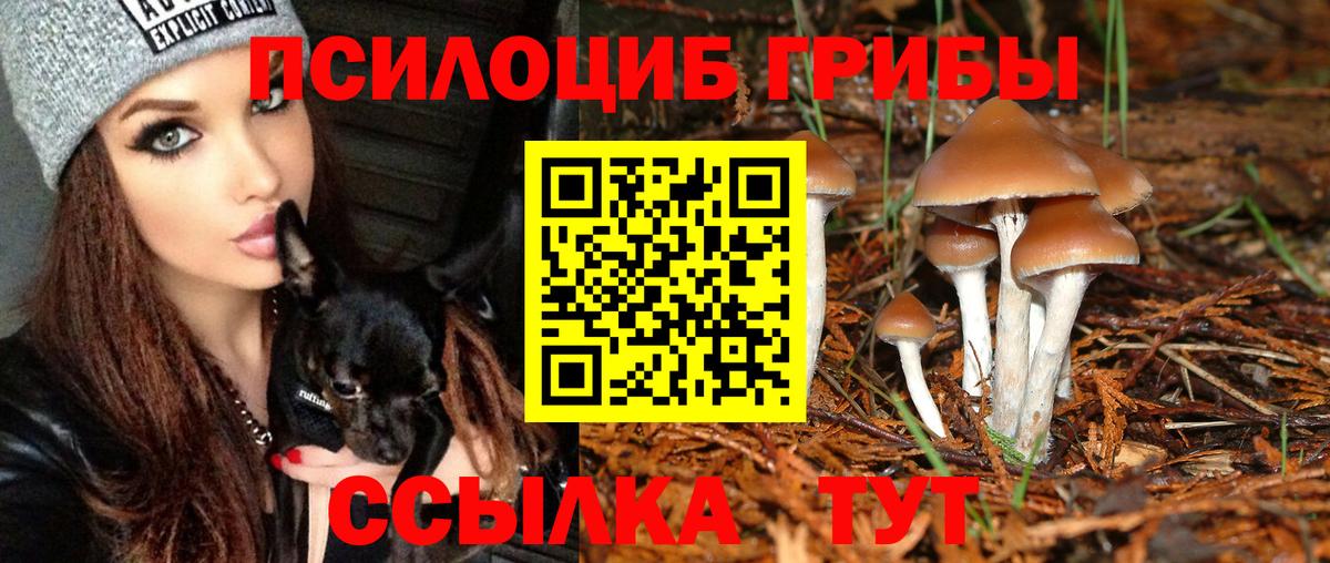 Галлюциногенные грибы Psilocybe Чехов